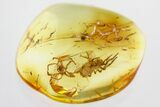Freshly Molted Spider w/ Exuvia and Webs In Baltic Amber - RARE!!! #328110-2